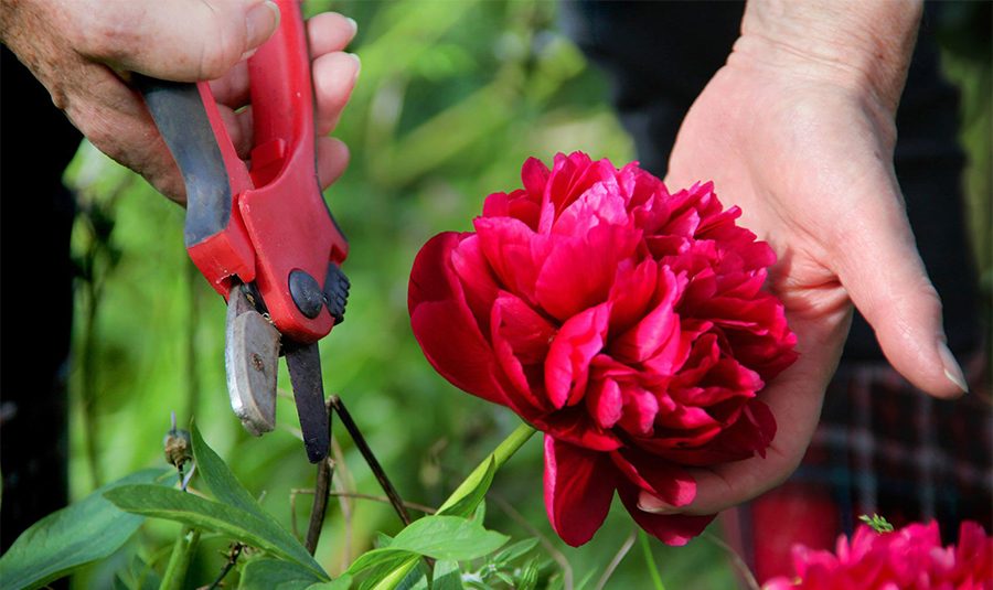 Phương pháp 1: Nên cắt tỉa cây hoa mẫu đơn vào mùa thu
